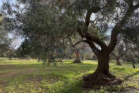 Landejendom i Carovigno, Brindisi, Carovigno - € 54.000 | Ref: 122834 - foto 13